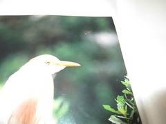 Beautiful Photograph of a Cattle Egret, Louisiana 8 x 10″ Signed, Some Damage