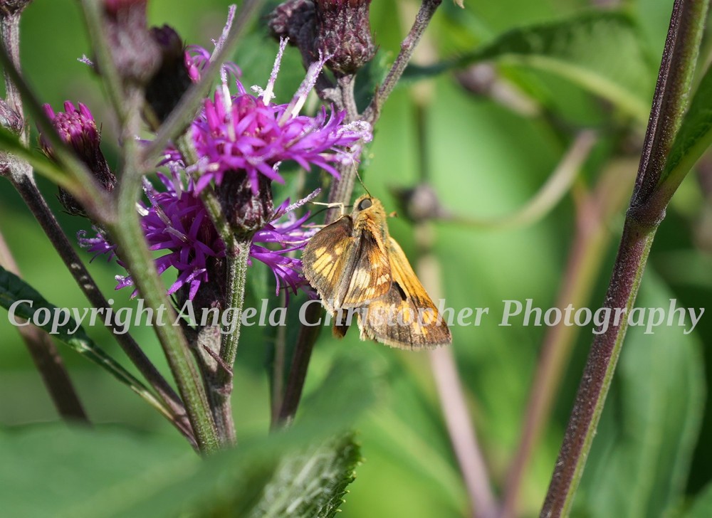 Original ACEO photo fine art print 2.5×3.5″ PECK’S SKIPPER ON IRONWEED butterfly