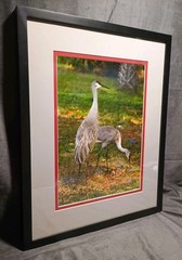 Sandhill Crane Art Photography NANCY C. MORELAND 17 X 21″