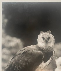 Rare 1975 ‘Harpy EAGLE Mother & Baby Fledgling’ in Nest NEIL RETTIG Photograph