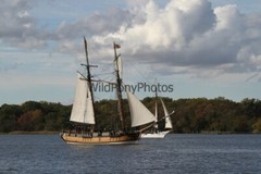 Tall Ships from Sultana Downrigging Festival, Pick One Image – Various Sizes