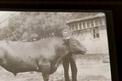 Great old negative – man posing with his breeding bull – 1950s?
