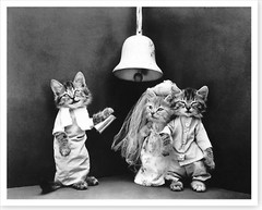 1914 Cats Getting Married Harry Whittier Frees Silver Halide Photo