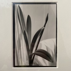 Black & White Floral Linear Contrast Sunlight Still Life Matted Print 8″x10″