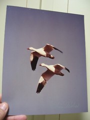 Wildlife Photographer William Weber Matted Seagull Signed-New, Geese, Marred Owl