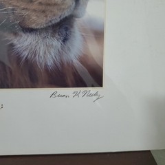 Brian K. Neely Photograph Of a Lion Signed 160/200 W Certification