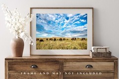 Buffalo Herd Photography Print Bison Picture Oklahoma Photo Western Decor