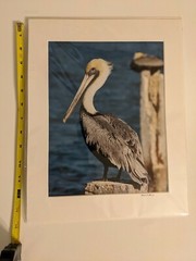 Pelican Photo By Linda E. Stump, Photographer, Profess. Matted, In Clear Plastic