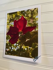 Garden Rose # 2 – landscape photograph 8.5×11