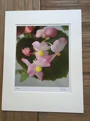 BRUCE BLUM SIGNED COLOR Photo Print (24″X 18 3/4″)-«Begonia «