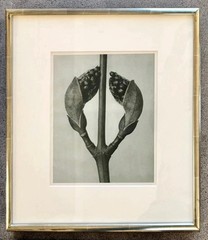 Karl Blossfeldt Original photogravures, 4 Framed From TAM O’NEILL FINE ARTS