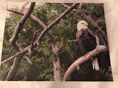 Photo of Eagle In A Tree 14 x 11 inches on Photo Paper Signed 03-01-2010