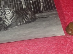 [CIRCUS] LARGE VINTAGE PHOTO / THE TIGER Tamer Ca 1970 40 X 30 Cm