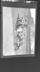 Negative Migratory Bird Boy Scout Free Flare Circa 1930 Flag 5x8cm