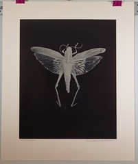 Original Large Format Black & White Photo Grasshopper by Charles Fendrock