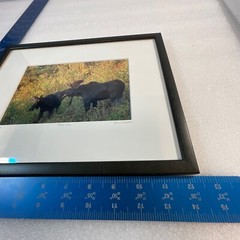 Moose Call Photo Signed Framed & Numbered 30/500 Willie Holdman FoundArtShop