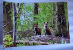 Adorable 2 Young Red Fox in portrait 12×18 unframed photo