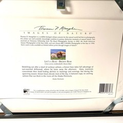 Thomas D. Mangelsen Life’s A Bear – Brown Bear Signed Framed Matted Print