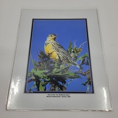 PHOTOGRAPHY Art Prints Lot 4 Vintage BIrds Birding Nature Photos – HW025