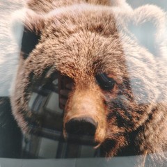 Johnny Johnson Bear Photograph Signed Numbered Vintage