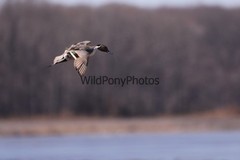 Pintails Photo 1, Pick One Image – Various Sizes
