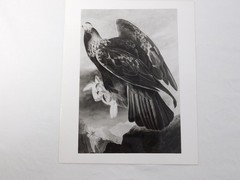 1966 John Audubon Birds America Set 7 Photographs for NY Historical Society Book