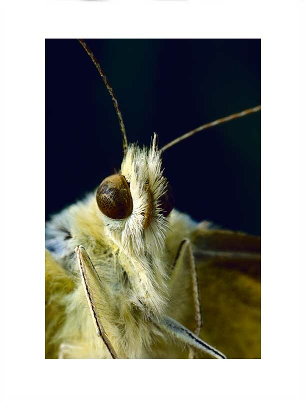 Original Macro Photograph 8.5″x 11″ Intimate portrait of Pieris brassicae