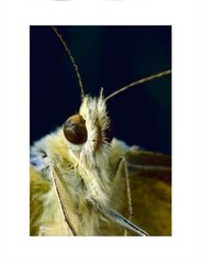 Original Macro Photograph 8.5″x 11″ Intimate portrait of Pieris brassicae