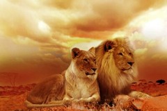 Digital Image Picture Photo Pic Wallpaper Background Lion Couple Lovers 98765