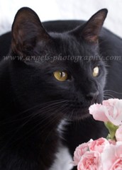 Original 2.5×3.5 in. ACEO photo art print STOP AND SMELL THE FLOWERS Black Cat