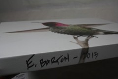 male hummingbird canvas 16×12 wildlife bird photo E. Barton Photography EPS21832