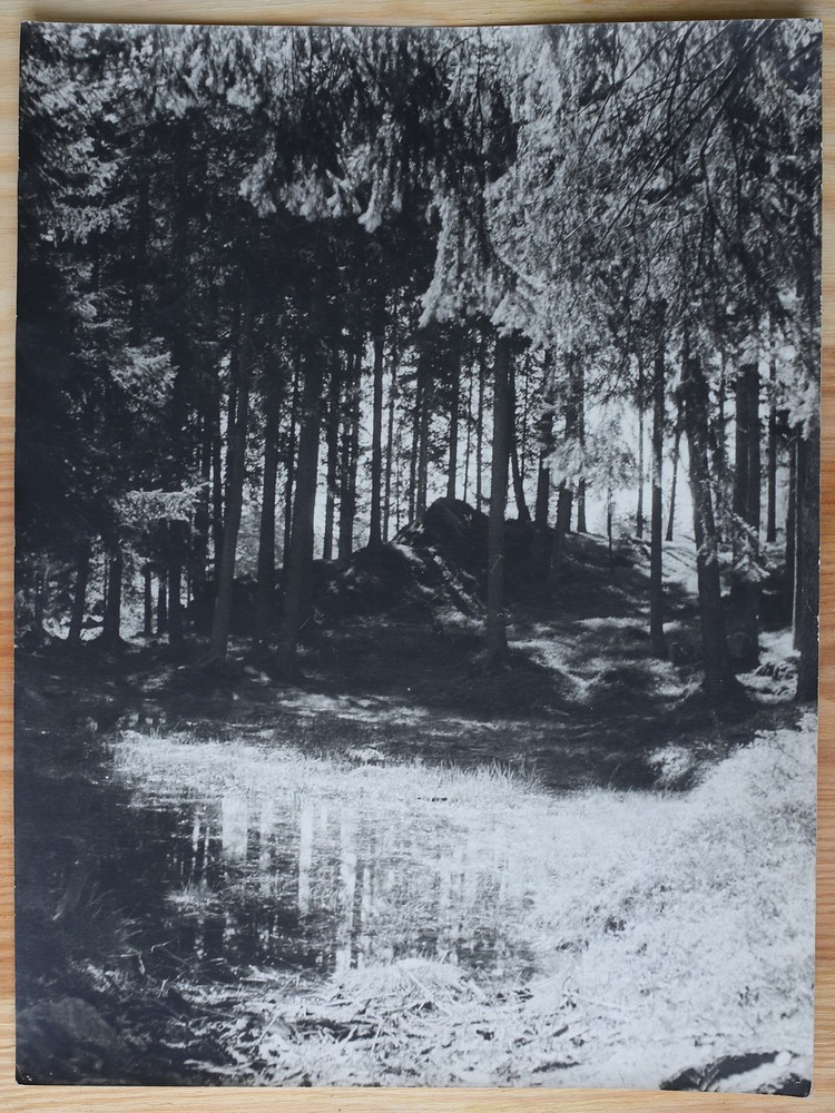 Signed Large Large Vintage Photo Photograph Old Photo Black and White Forest Trees