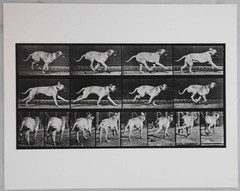 Eadweard Muybridge / Animal Locomotion Plate 707 Dog 8 x 10 INCH LIMITED 1st ed