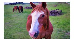 Close-up on a Wild Horse High Resolution Image, In Many Formats, TV Art