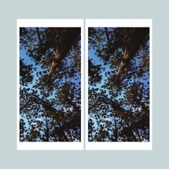 8 x 10 in Breathtaking Pine Tree Canopy and Blue Sky – Nature Photography Print