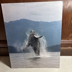 8 X 10 1/4 Photograph On Cardboard Clover Passage Alaska Humpback Whale lmt v015