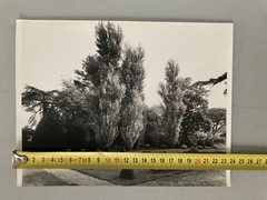 Jean Dieuzaide Original Photo Art Photography 1970 Toulouse XXe Garden Stamp