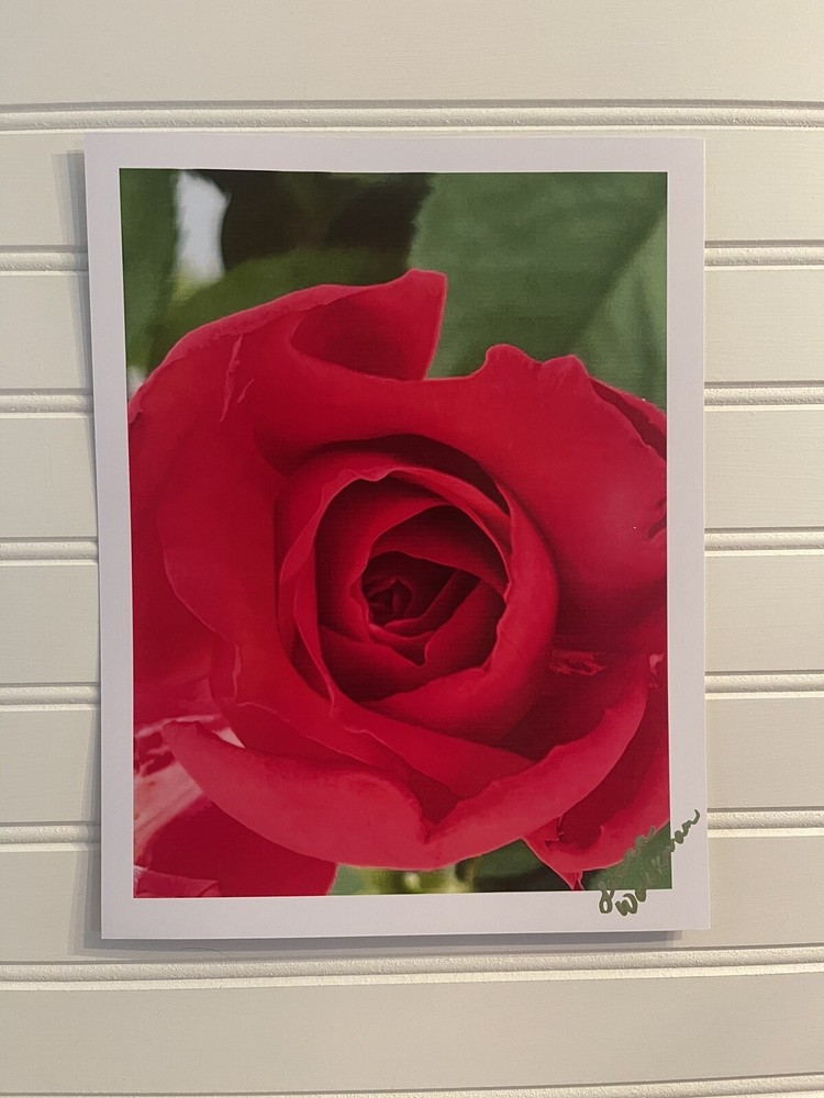 Garden Rose #9 – landscape photograph 8.5×11