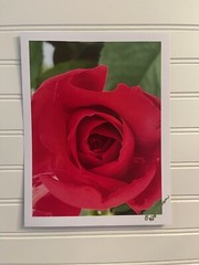 Garden Rose #9 – landscape photograph 8.5×11