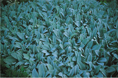 Nan Goldin, Lamb’s Ear, 1999 C-Print 15 19/25 x 23 5/8 inch, signed framed
