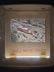Org Nude Camera Club 70’s 35mm Risque Slide – WOMAN IN SOUTHWEST WESTERN DESERT