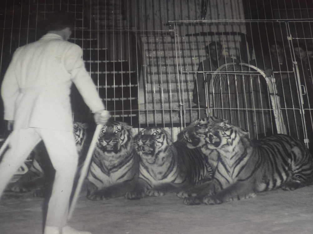 [CIRCUS] LARGE VINTAGE PHOTO / THE TIGER Tamer Ca 1970 40 X 30 Cm