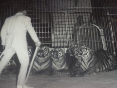 [CIRCUS] LARGE VINTAGE PHOTO / THE TIGER Tamer Ca 1970 40 X 30 Cm