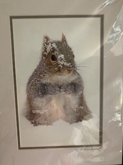 Matted Photo Print Photography Vermont Snow Critter P. B. Machanic Gray Squirrel