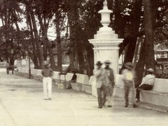 Larger size C. B. WAITE photo, MEXICO, Park in Veracruz, Coconut Palms, Vintage