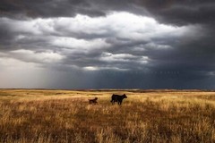 Cow Photography Print: Oklahoma Calf Western Farm Ranch Prairie Stormy Sky Photo