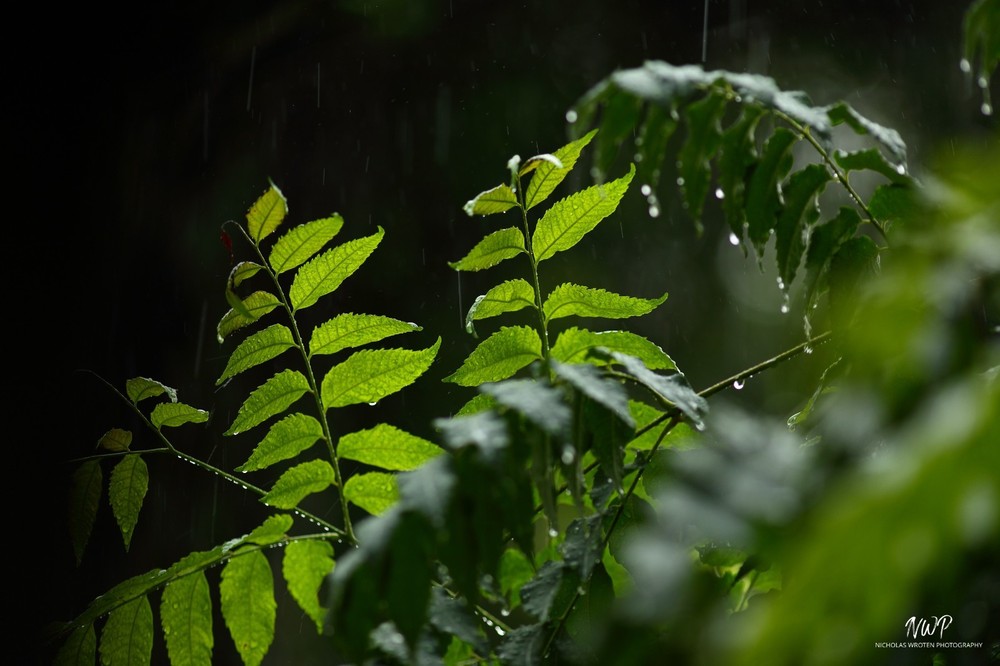 Sunlit Leaves in the Rain Fine Art Nature Photography Print 11×14
