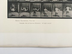 EADWEARD MUYBRIDGE authentic 1887 collotype ANIMAL LOCOMOTION PLATE 363 – lewitt