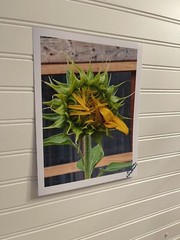 Sunflower #1 – landscape photograph 8.5×11