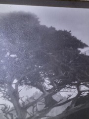 Leopold Hugo Signed Monterey Coast Cyprus Photograph